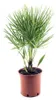 Winterharte Zwergpalme 30-35 cm Chamaerops humilis Eine der Produktbild-Vorschau 1