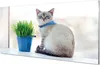 Glasbilder 100x50 Wandkunst sitzende Katze Produktbild-Vorschau 1