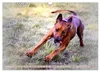 Rhodesian Ridgeback Augen-Blicke (Wandkalender 2027 DIN A3 Produktbild-Vorschau 5