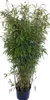 Fargesia murielae ‘Jumbo’ – Gartenbambus immergrün 160–170 Produktbild-Vorschau 2