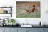 OneMillionCanvasses® - Obrazy na plátně - 140x90 cm, Bažant Náhled obrázku produktu 4