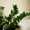 Bloomique - 2er Set - Zamioculcas Zamiifolia - Glücksfeder Produktbild-Vorschau 6