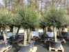 Olivenbaum Olive "60 Jahre" 200 - 240 cm, beste Qualität, Produktbild-Vorschau 2
