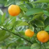 AGRO CS a.s. AGRO Substrát levanduľa a oleander 20l Náhľad obrázku produktu 4