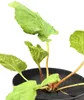Veľkolistá gunnera (Gunnera manicata) – trvalka v črepníku Náhľad obrázku produktu 2