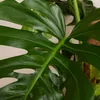 Bloomique - Monstera Deliciosa - z tyczką mchu - roślina Podgląd zdjęcia produktu 4