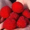 Malinotruskawka (Malina ponętna) 1L Podgląd zdjęcia produktu 1