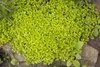 Origanum vulgare, Oregano, aromatisch, ca. 9x9 cm Topf Produktbild-Vorschau 3