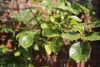 Protect Garden Curamat Plus Rosen-Pilzfrei AF 1 l Produktbild-Vorschau 16