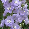 6 kusů rostlin Rittersporn (Delphinium) 'Camelliard' | Náhled obrázku produktu 1