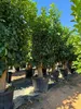A row of potted trees in a nursery or garden center. Produktbild-Vorschau