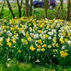 Narzissen Grosspackung Mix Blumenzwiebeln Blumenzwiebeln Produktbild-Vorschau 5