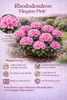 Rhododendron 'Roseum Elegans' 15–20 cm – winterharte Produktbild-Vorschau 3