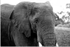 MuchoWow® Poster Elefant - Tiere - Schwarz - Weiß - Natur Produktbild-Vorschau 1