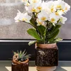 Kolibri Orchids – bílá orchidej Phalaenopsis „Lausanne“, Náhled obrázku produktu 11