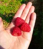 A hand holding three raspberries with a grassy background. Produktbild-Vorschau