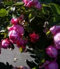 Rosa La Rose de Molinard® - Edelrose - Duft++++ - ADR-Rose Produktbild-Vorschau 3