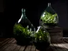 Three glass terrariums with plants are displayed on a wooden surface in front of a dark background. Náhľad obrázku produktu