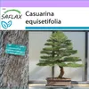 SAFLAX - Austrálska morská borovica - Casuarina Náhľad obrázku produktu 6