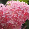 Bloomique - 2er-Set - Hydrangea Pink Annabelle - Hortensie Produktbild-Vorschau 4