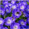 Stauden Gänge 5 x Geranium 'Rozanne ®' im 1 Liter Topf - Produktbild-Vorschau 9