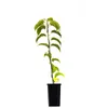Mini-Kiwi Kokuwa Kletterpflanze, selbstfruchtend, Reifezeit Produktbild-Vorschau 5