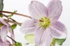 Helleborus x orientalis 'Ballard', Lenzrose, ca. 11x11 cm Produktbild-Vorschau 7