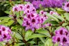 Rhododendron Hybr. 'Pfauenauge', Rhododendron, 50–60 cm, Produktbild-Vorschau 9
