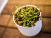 Gardners Drosera mix, priemer 9 cm Náhľad obrázku produktu 2