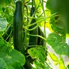 OwnGrown Gurken Set - 6er Gurkenpflanzen Saatgut Produktbild-Vorschau 6