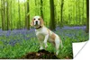 MuchoWow® Poster Ein Beagle in einem bunten Wald 180x120 cm Produktbild-Vorschau 1