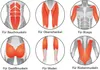 MAXXMEE Muskelstimulations-Set 4-tlg. - Arme/Bauch/Beine/Po Produktbild-Vorschau 11