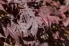 Acer palmatum 'Bloodgood', Japanischer Ahorn, tiefrot, Produktbild-Vorschau 2