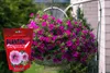 PLANTON S Mehrkomponentendünger für Surfinia und Petunia Produktbild-Vorschau 9