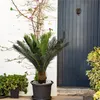 Rebecca Mobili Sztuczna roślina Cycas Siyar 90x35x35 Podgląd zdjęcia produktu 2