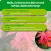 Purgrün Fächerahorn-Dünger 1 kg Produktbild-Vorschau 3