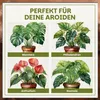 Green Home Aroid Erde 18 L – Spezialerde für Monstera, Produktbild-Vorschau 4