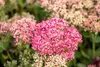 Sedum telephium 'Herbstfreude', Fetthenne, rosa Blüten, ca. Produktbild-Vorschau 11