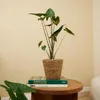 Bloomique - Alocasia Zebrina - Elephant Ear - Roślina Podgląd zdjęcia produktu 4