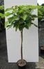Hochstamm Kugel-Trompetenbaum Nana - Catalpa bignonioides - Produktbild-Vorschau 3