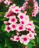 Phlox paniculata 'Bright Eyes', Flammenblume, rosa, ca. Produktbild-Vorschau 3