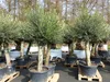 Olivenbaum Olive "60 Jahre" 200 - 240 cm, beste Qualität, Produktbild-Vorschau 2