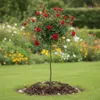 Rose ‘Manora’ - Hochstamm  |  170–180 cm | Rot blühende Produktbild-Vorschau 2