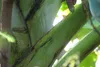 SAFLAX  - Banane plantain - 10 graines - Musa Voir les images du produit 7