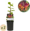 Chèvrefeuille Lonicera heckrottii Goldflame - 2 plants de Voir les images du produit 2