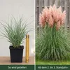 Stauden Gänge 1 x Cortaderia selloana 'Rosea' im 1 Liter Produktbild-Vorschau 3