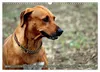 Rhodesian Ridgeback Augen-Blicke (Wandkalender 2027 DIN A3 Produktbild-Vorschau 15