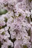 Prunus serrulata 'Amanogawa', Japanische Säulenkirsche, Produktbild-Vorschau 6
