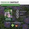 Australisches Gänseblümchen Blausternchen Samen - Produktbild-Vorschau 8
