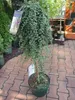 Cotoneaster dammerii Winterjuwel - Teppichmispel Produktbild-Vorschau 1